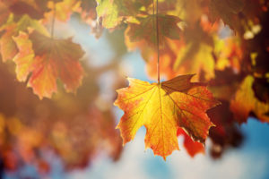 leaves, Leaf, Tree, Autumn, Orange