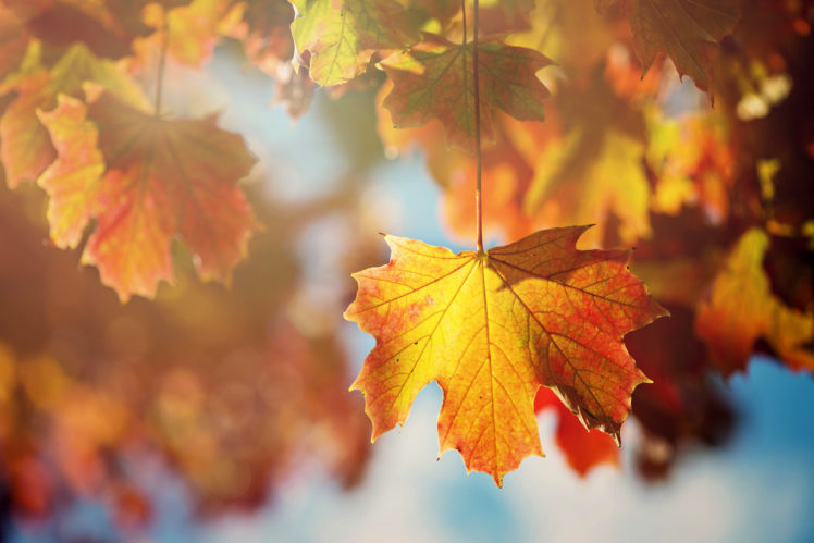 leaves, Leaf, Tree, Autumn, Orange HD Wallpaper Desktop Background