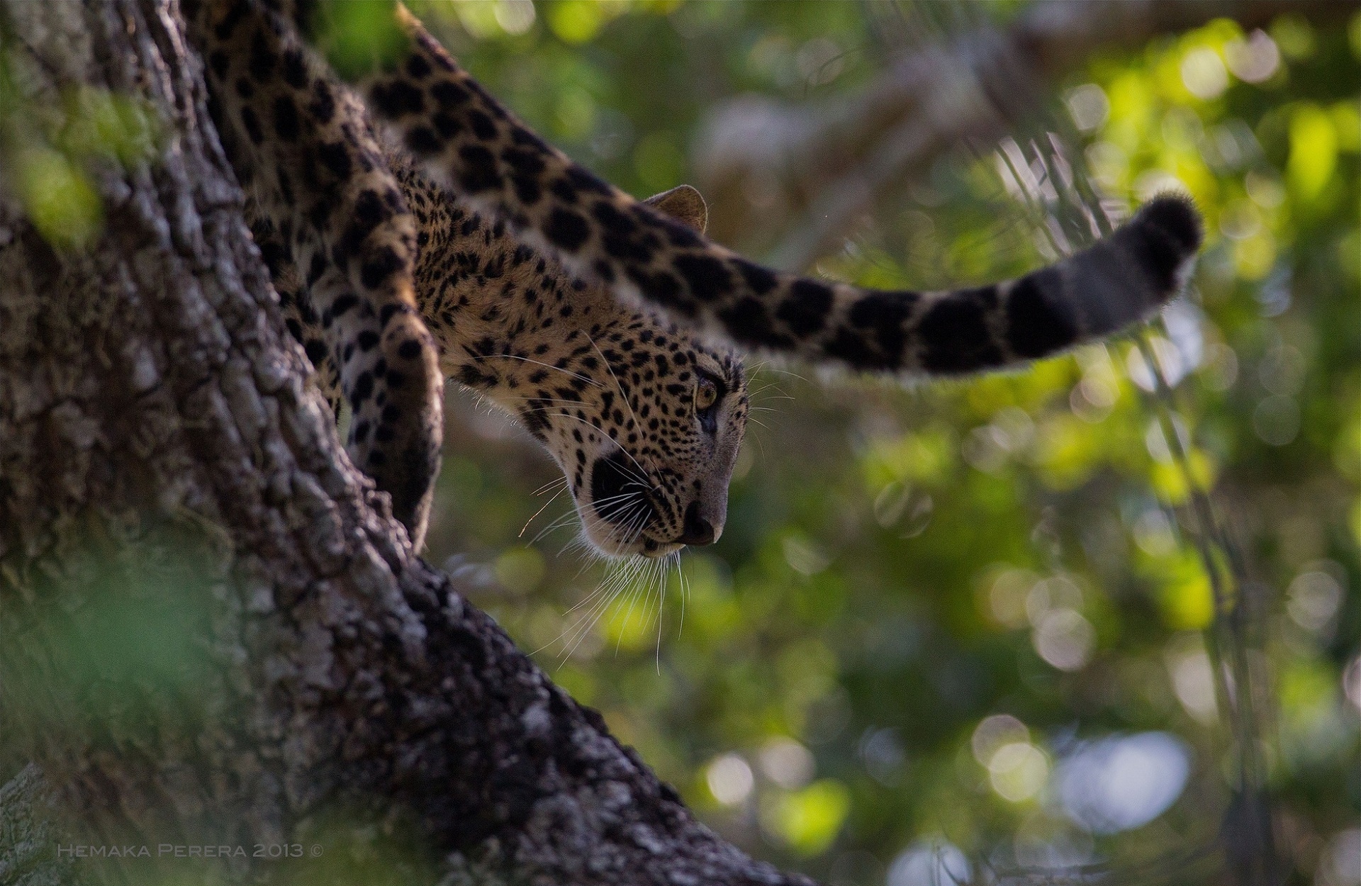leopard, Wild, Cat Wallpaper