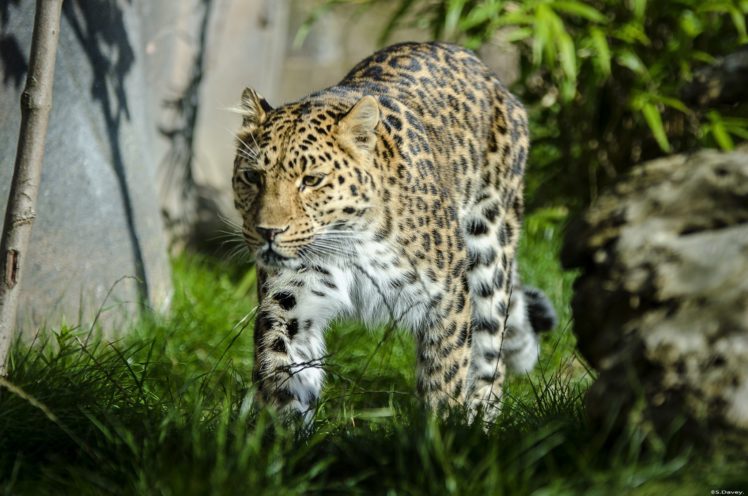 leopard, Wild, Cat HD Wallpaper Desktop Background