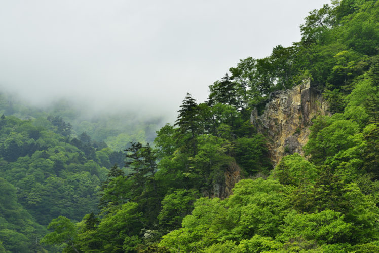 mountains, Forest, Mist HD Wallpaper Desktop Background