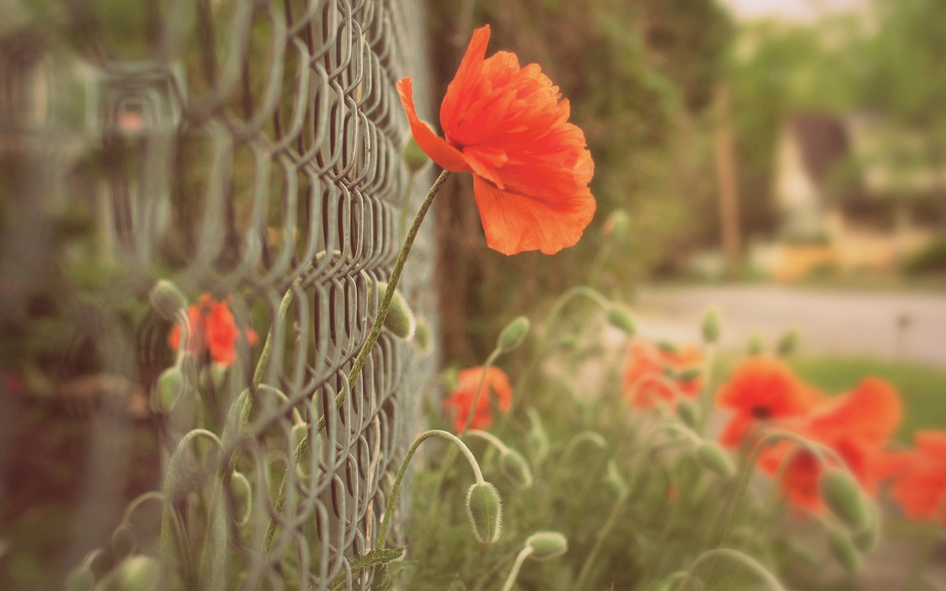 poppies, Closeup, Fence, Flowers Wallpaper