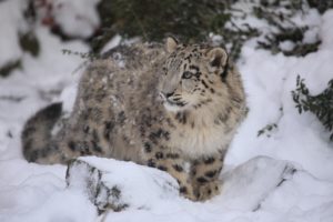 snow, Leopard