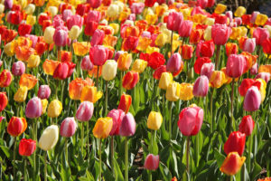 tulips, Buds