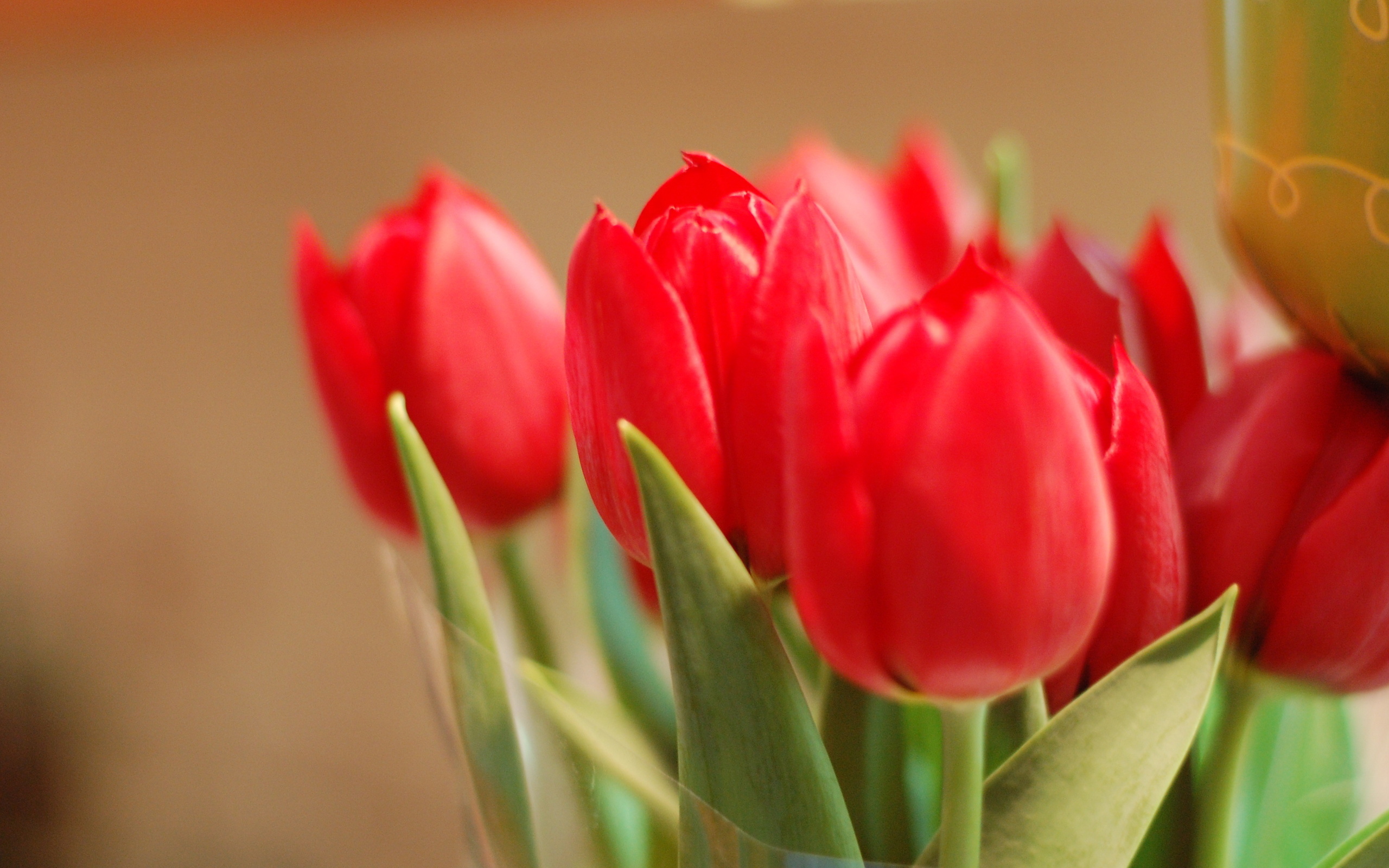 tulips, Red Wallpaper