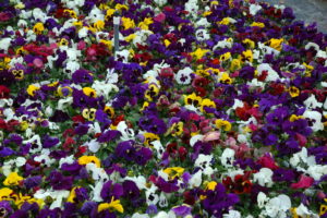 violets, Many, Pansies, Flowers