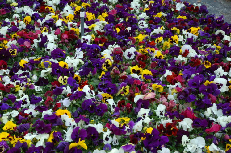 violets, Many, Pansies, Flowers HD Wallpaper Desktop Background