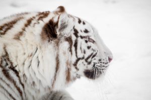 white, Tiger