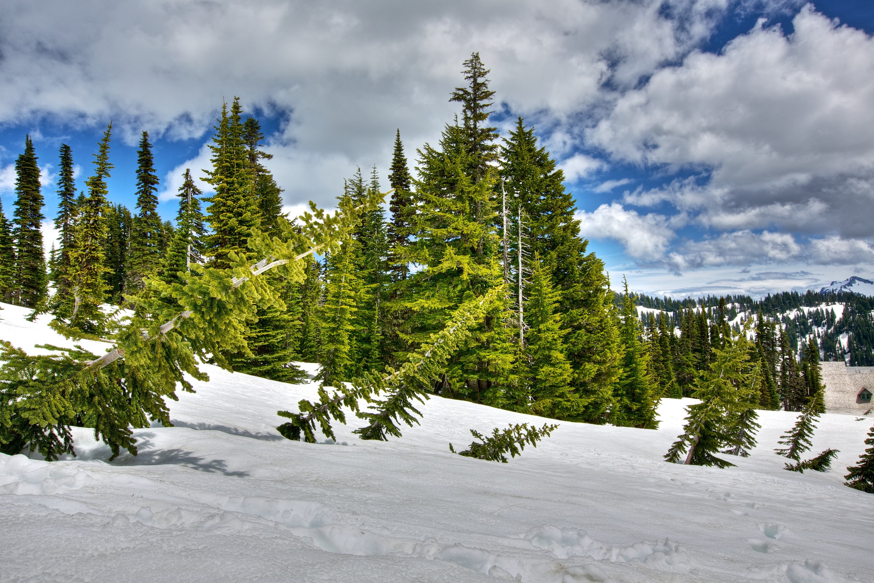 winter, Snow, Trees, Landscape Wallpaper