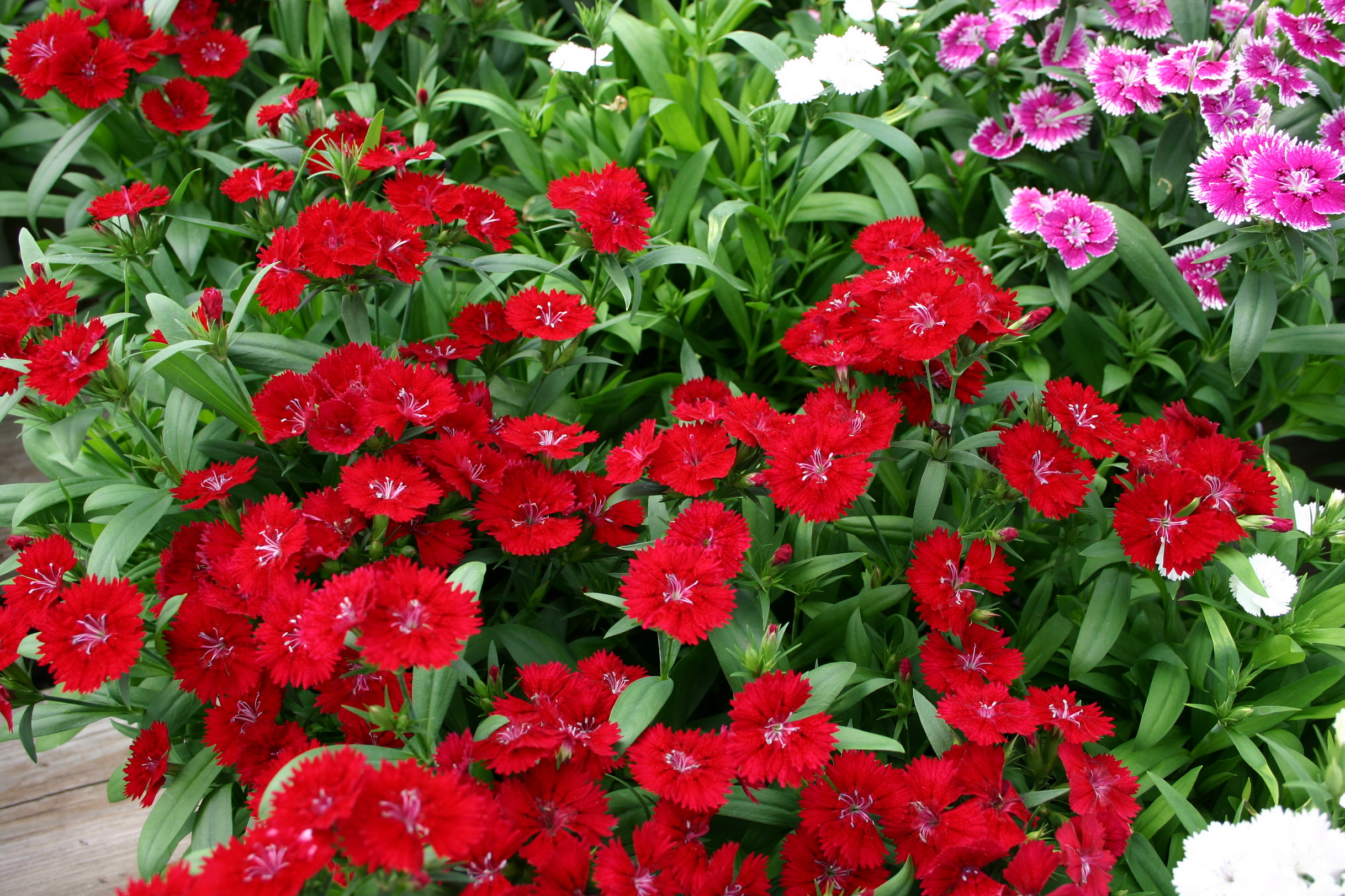 carnations, Many, Red, Flowers Wallpaper