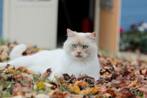 cat, Foliage, Autumn