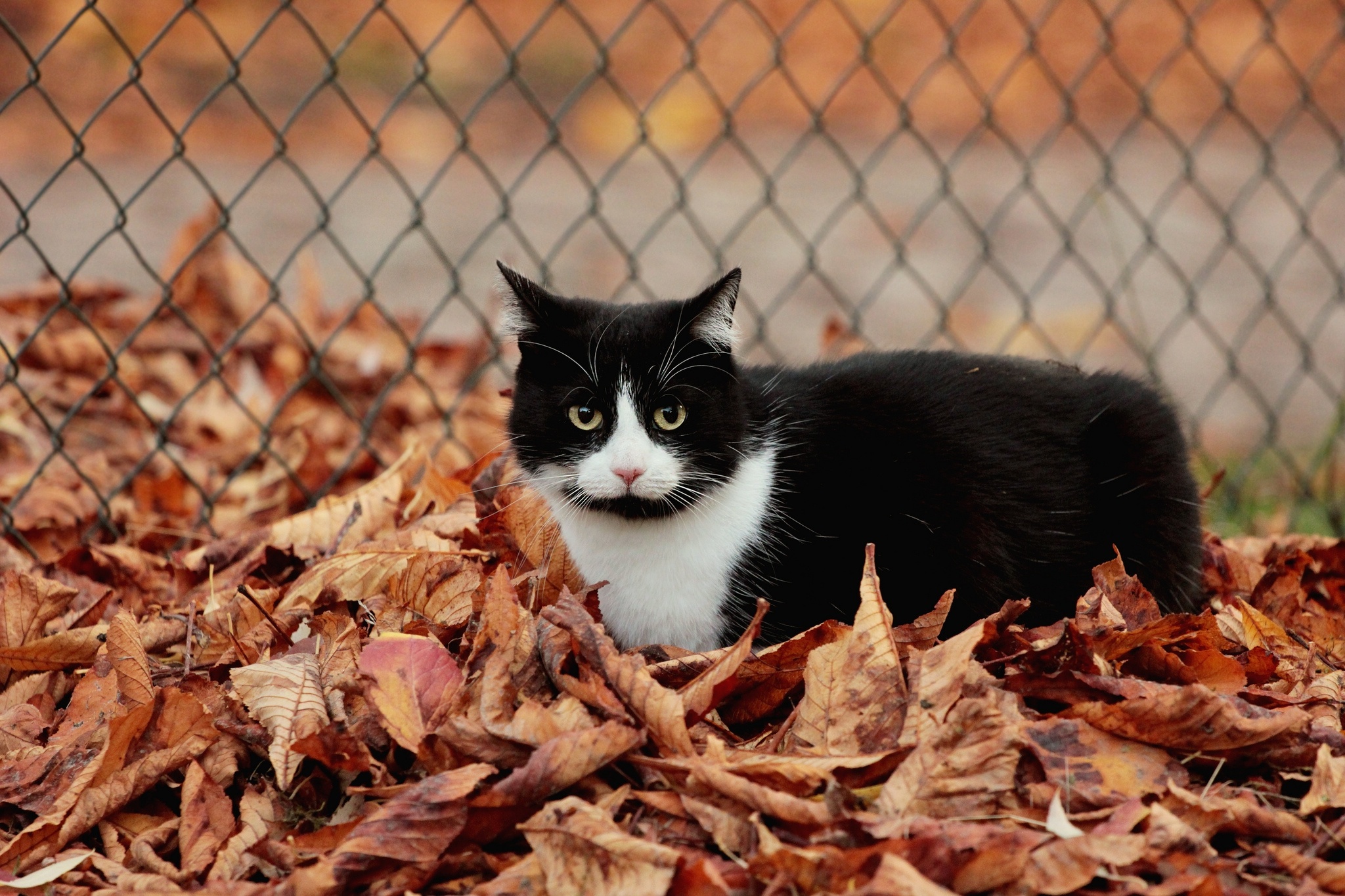 cat, Foliage, Autumn Wallpaper
