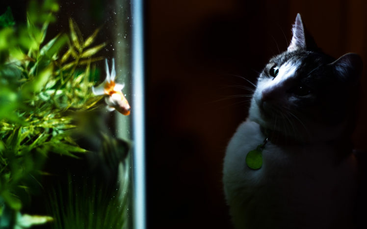 cat, Fish HD Wallpaper Desktop Background