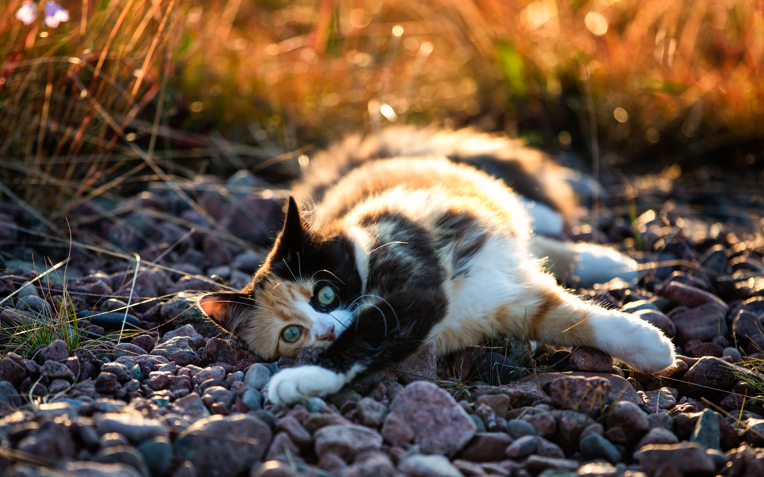 cat, Rocks Wallpaper