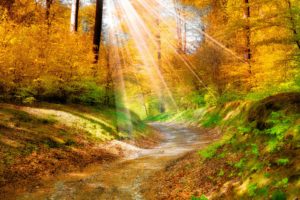 landscape, Nature, Golden, Autumn, Leaves, Yellow, , Forest, Trees, Walkway, Sunlight