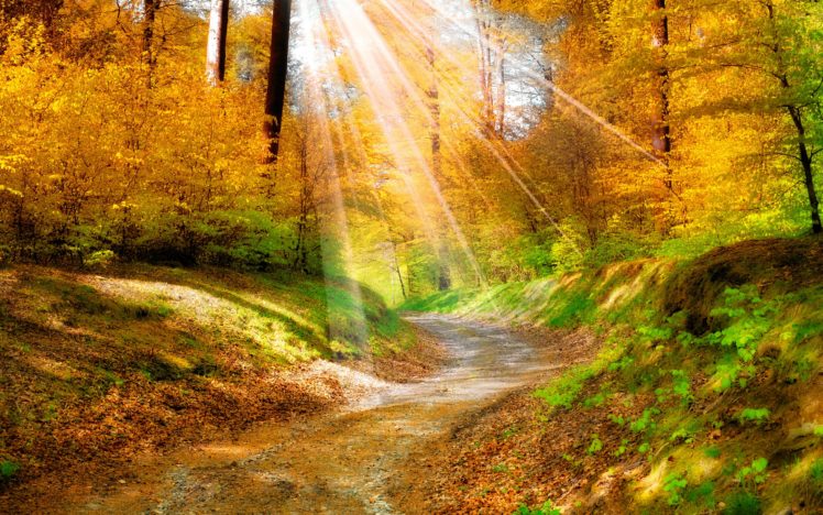 landscape, Nature, Golden, Autumn, Leaves, Yellow, , Forest, Trees, Walkway, Sunlight HD Wallpaper Desktop Background