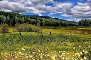 meadow, Flowers, Daisies, Fence, Trees, Mountains, Clouds