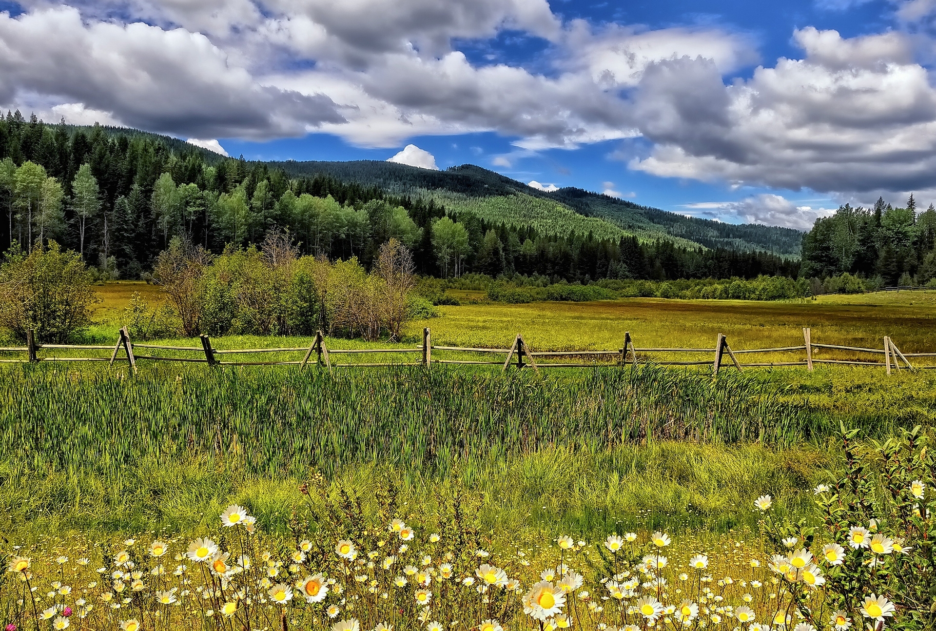 meadow, Flowers, Daisies, Fence, Trees, Mountains, Clouds Wallpaper