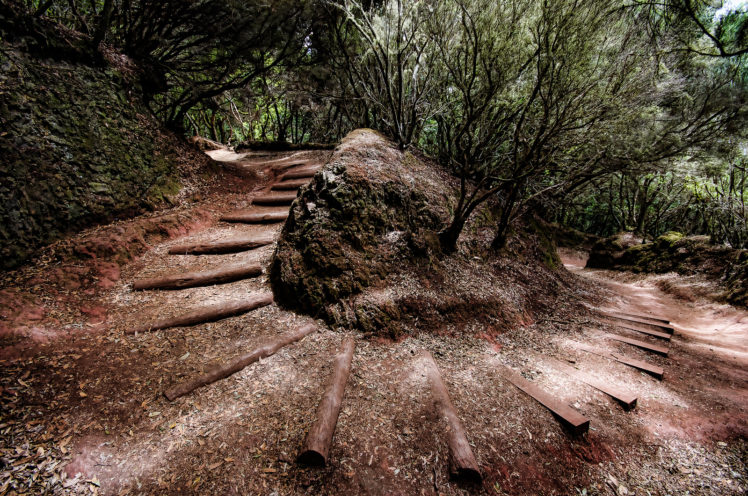 path, Trail, Forest, Trees HD Wallpaper Desktop Background