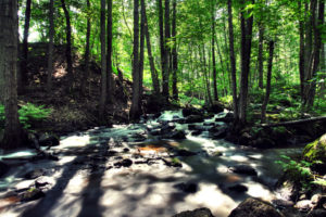 river, Stream, Trees, Forest, Rocks, Stones