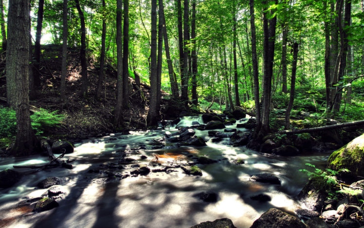river, Stream, Trees, Forest, Rocks, Stones HD Wallpaper Desktop Background