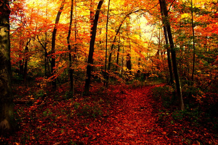 seasons, Autumn, Forests, Trail, Nature HD Wallpaper Desktop Background