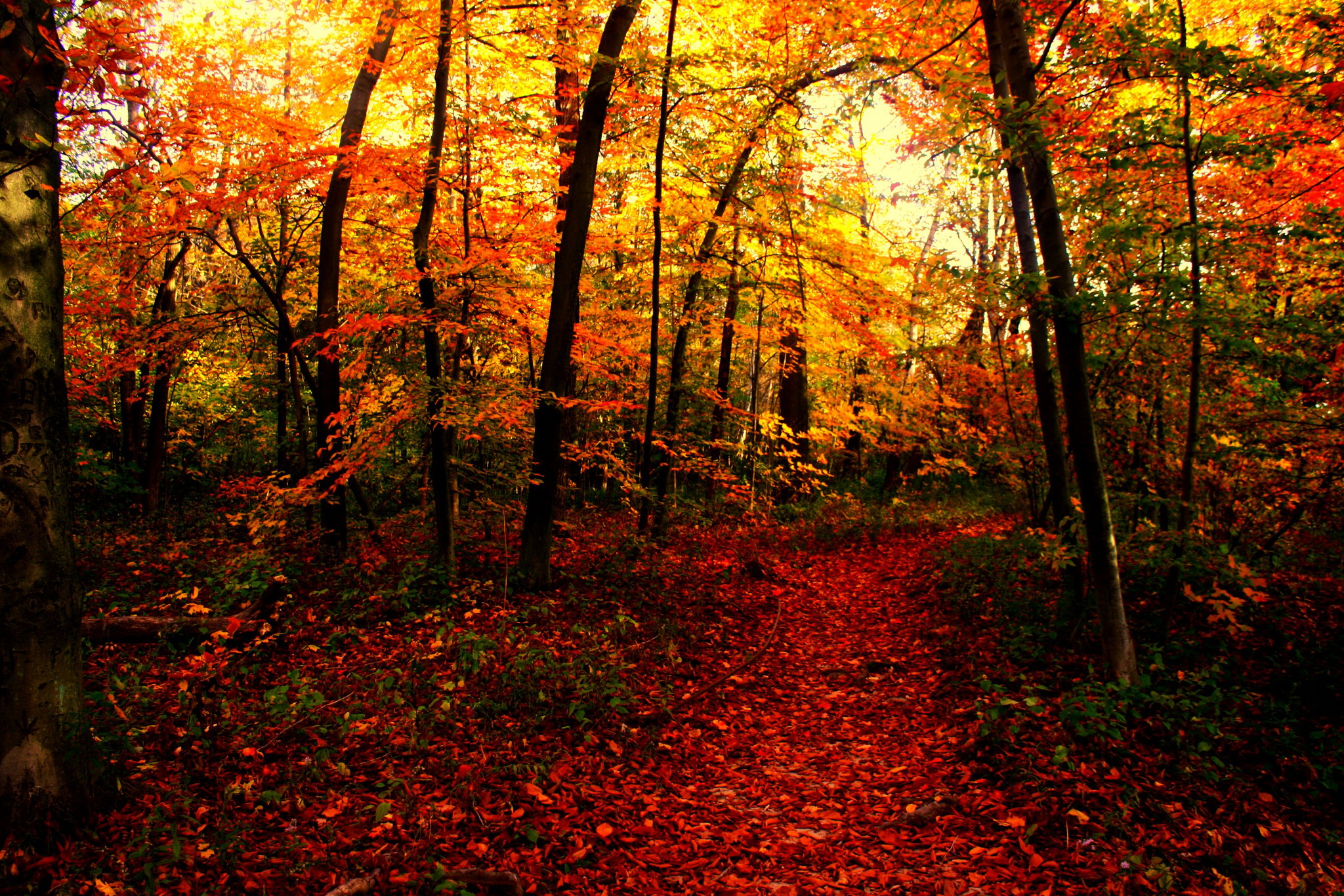 Seasons Autumn Forests Trail Nature Wallpapers Hd Desktop And