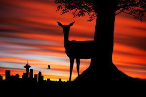 seattle, Sunset, Deer