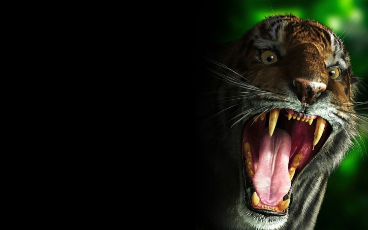 tiger, Teeth HD Wallpaper Desktop Background