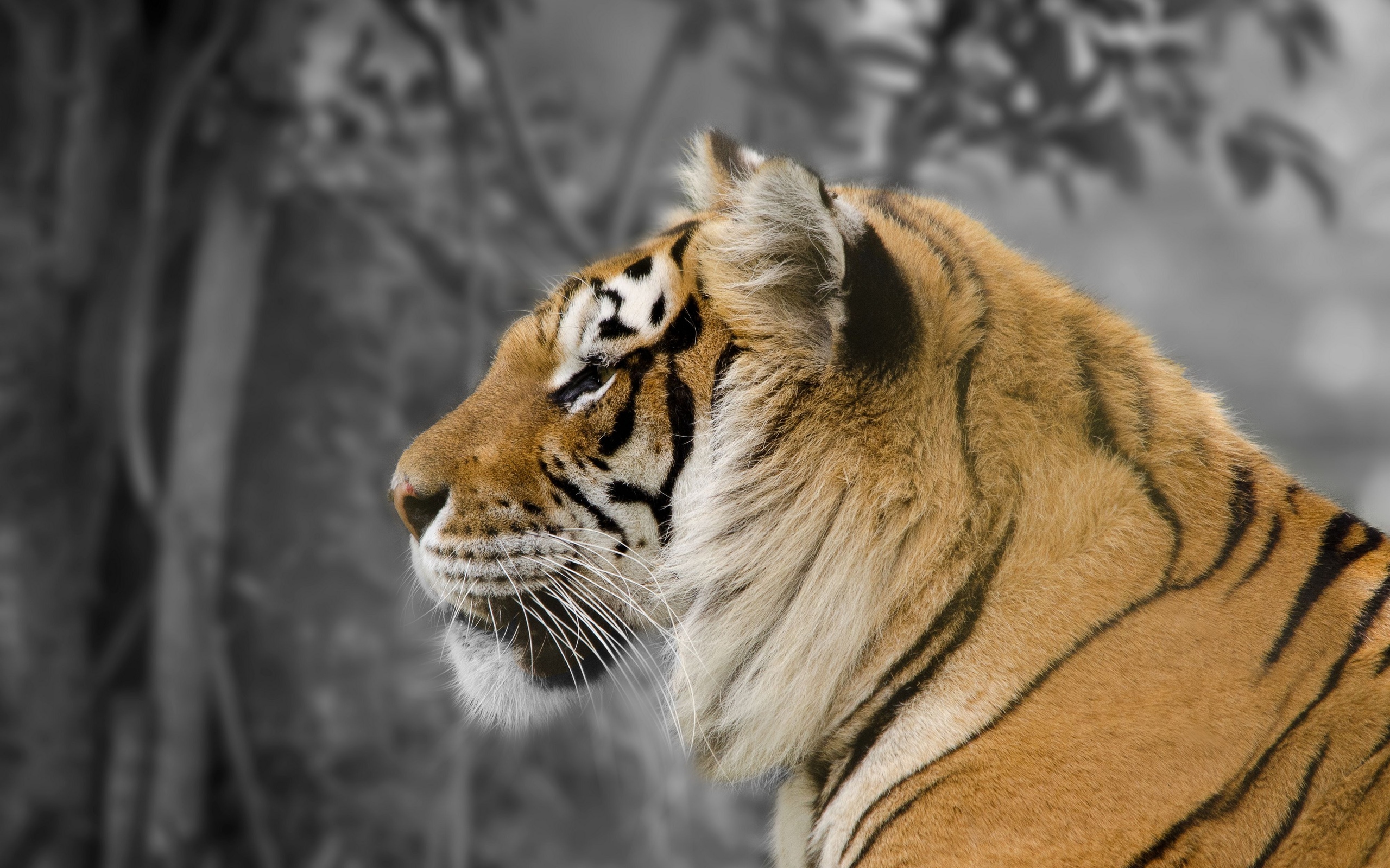 tiger Wallpaper