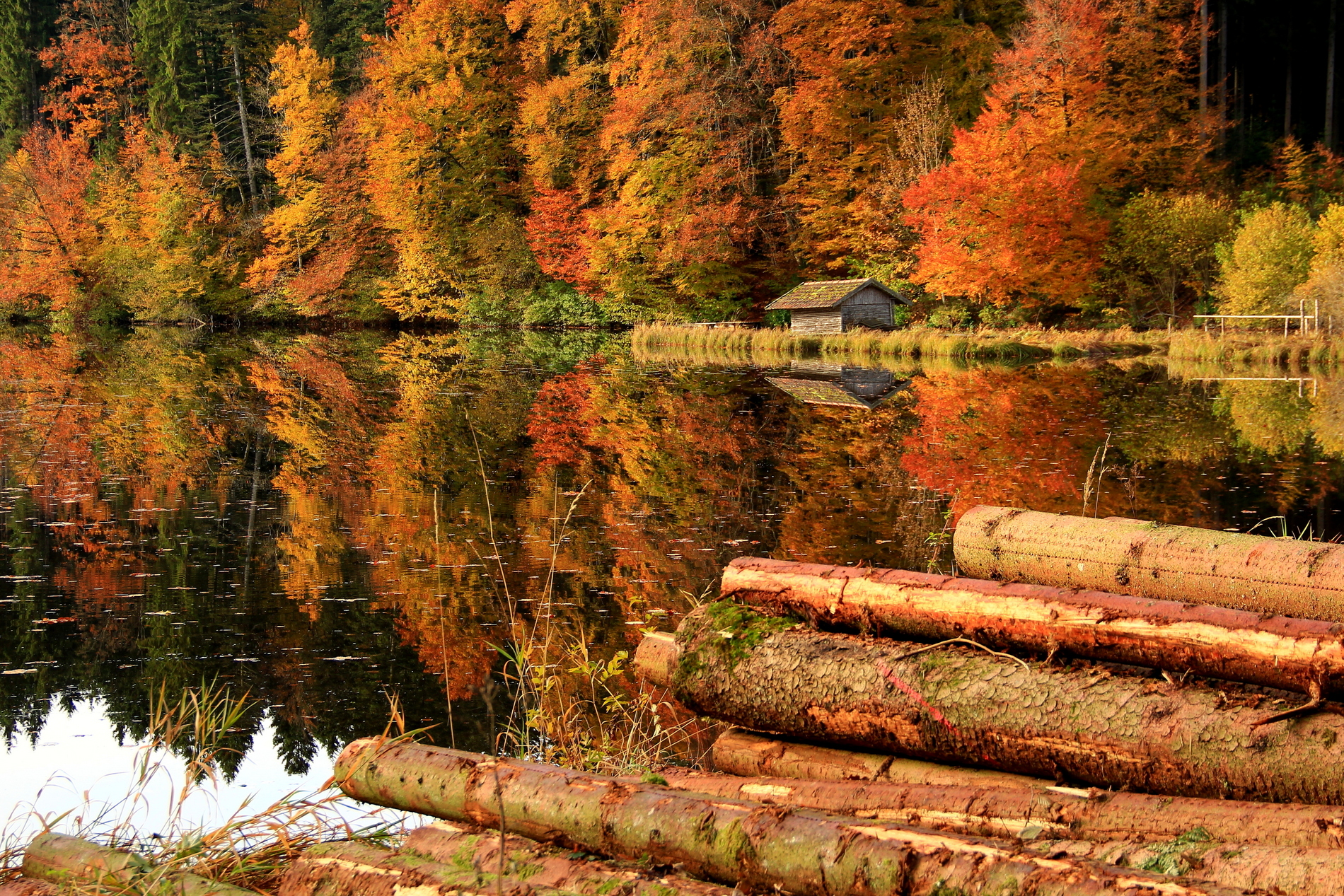 trees, Forest, House, Logs, Lake, Reflection, Autumn Wallpaper