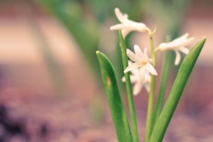 white, Hyacinth