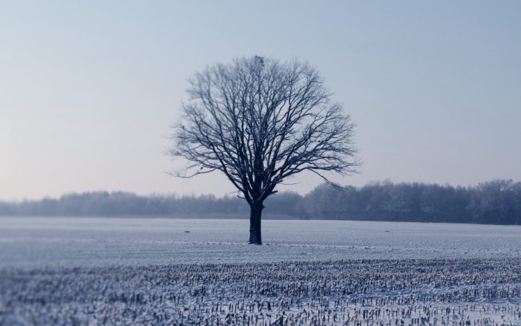 landscapes, Winter,  season , Snow, Trees, Forest HD Wallpaper Desktop Background