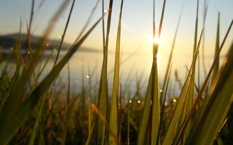 nature, Grass, Sunlight HD Wallpaper Desktop Background