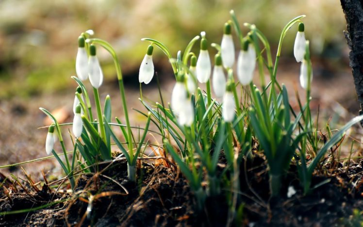 nature, Flowers, Spring,  season , Snowdrops HD Wallpaper Desktop Background