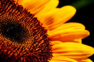 sun, Flowers, Sunflowers