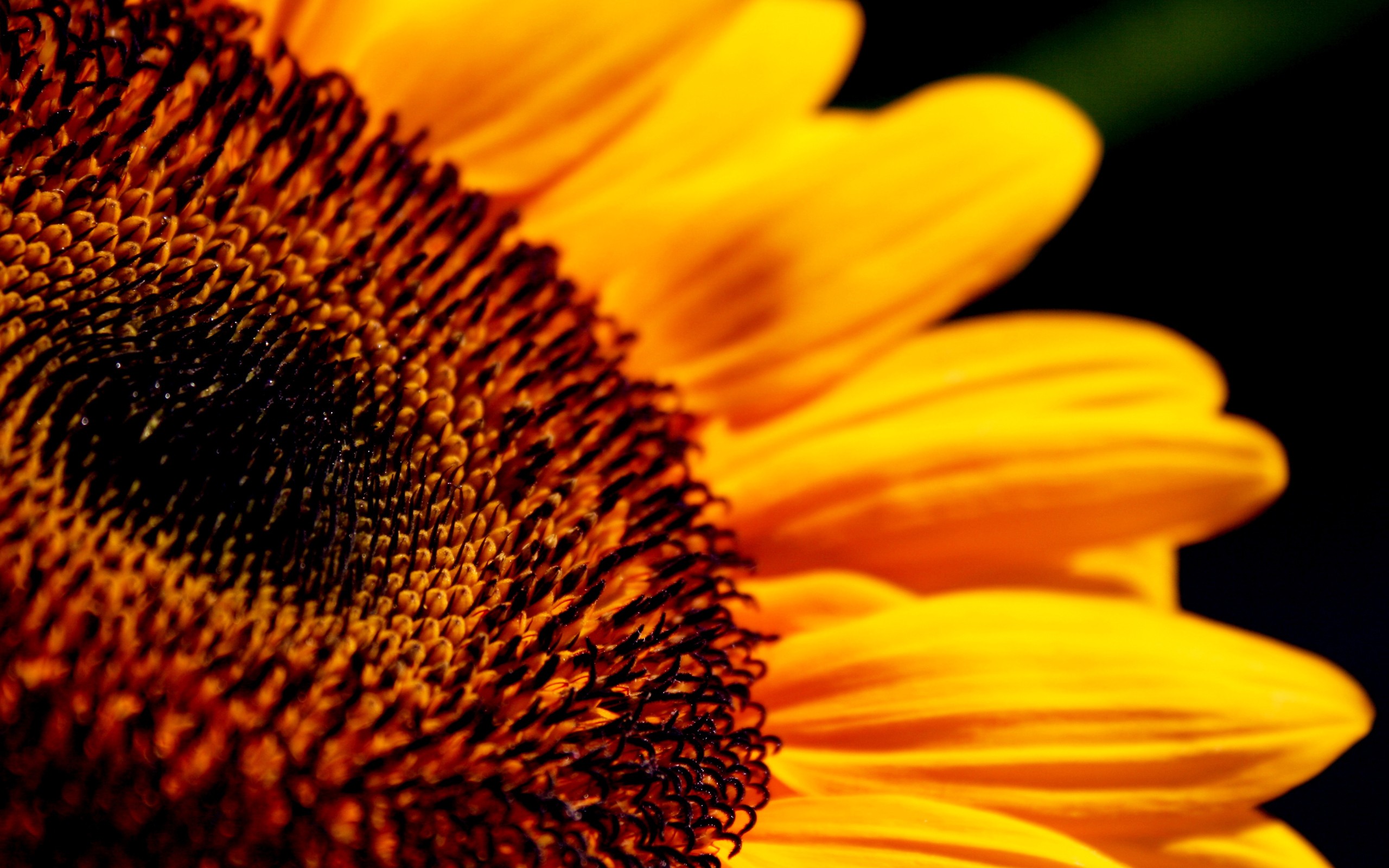 sun, Flowers, Sunflowers Wallpaper