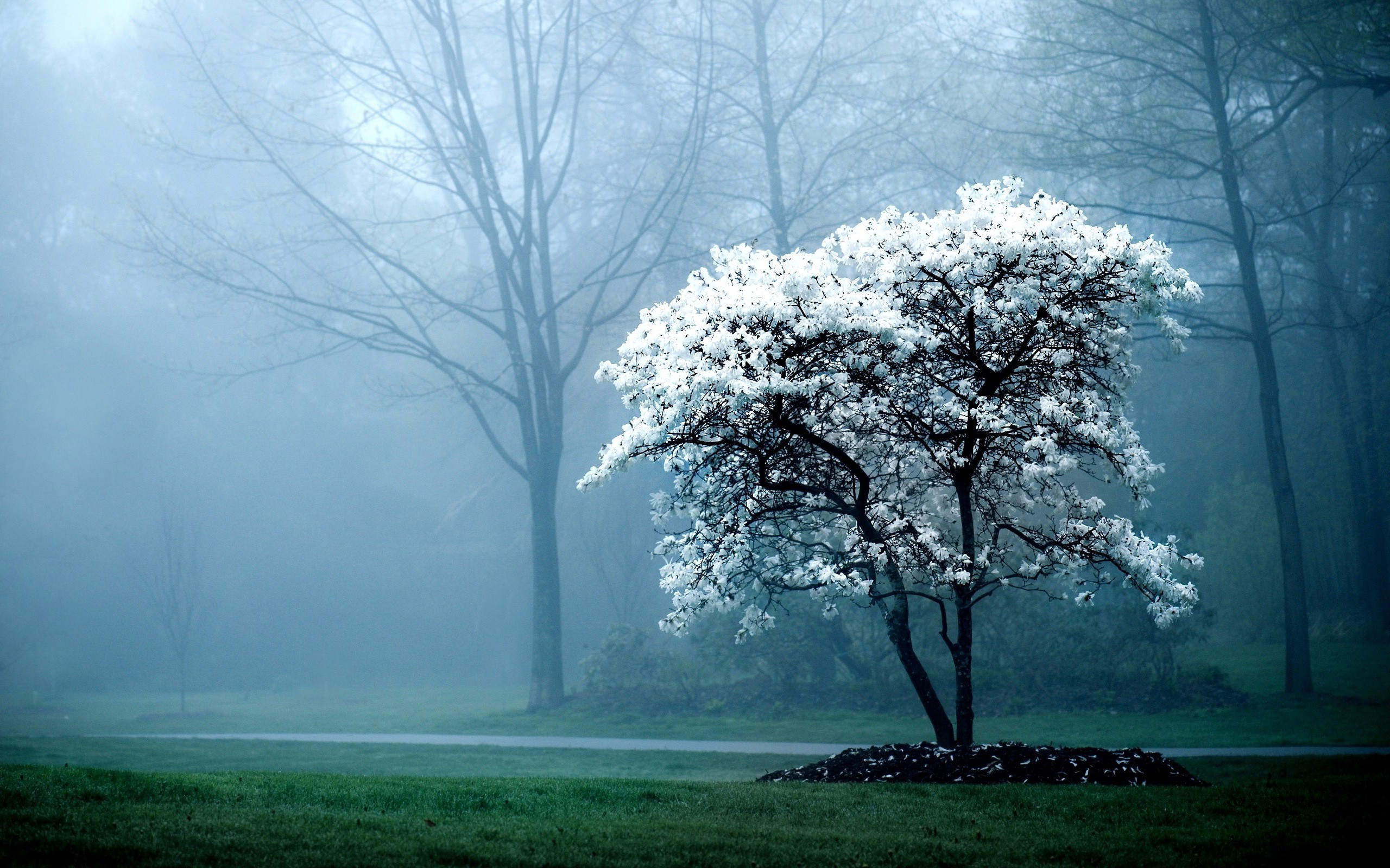 early, Morning, Fog Wallpaper