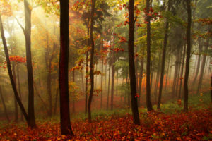 autumn, Forest, Trees, Beams, Fog, Nature, Landscape