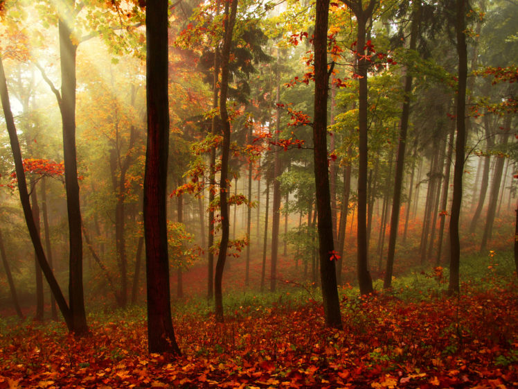autumn, Forest, Trees, Beams, Fog, Nature, Landscape HD Wallpaper Desktop Background