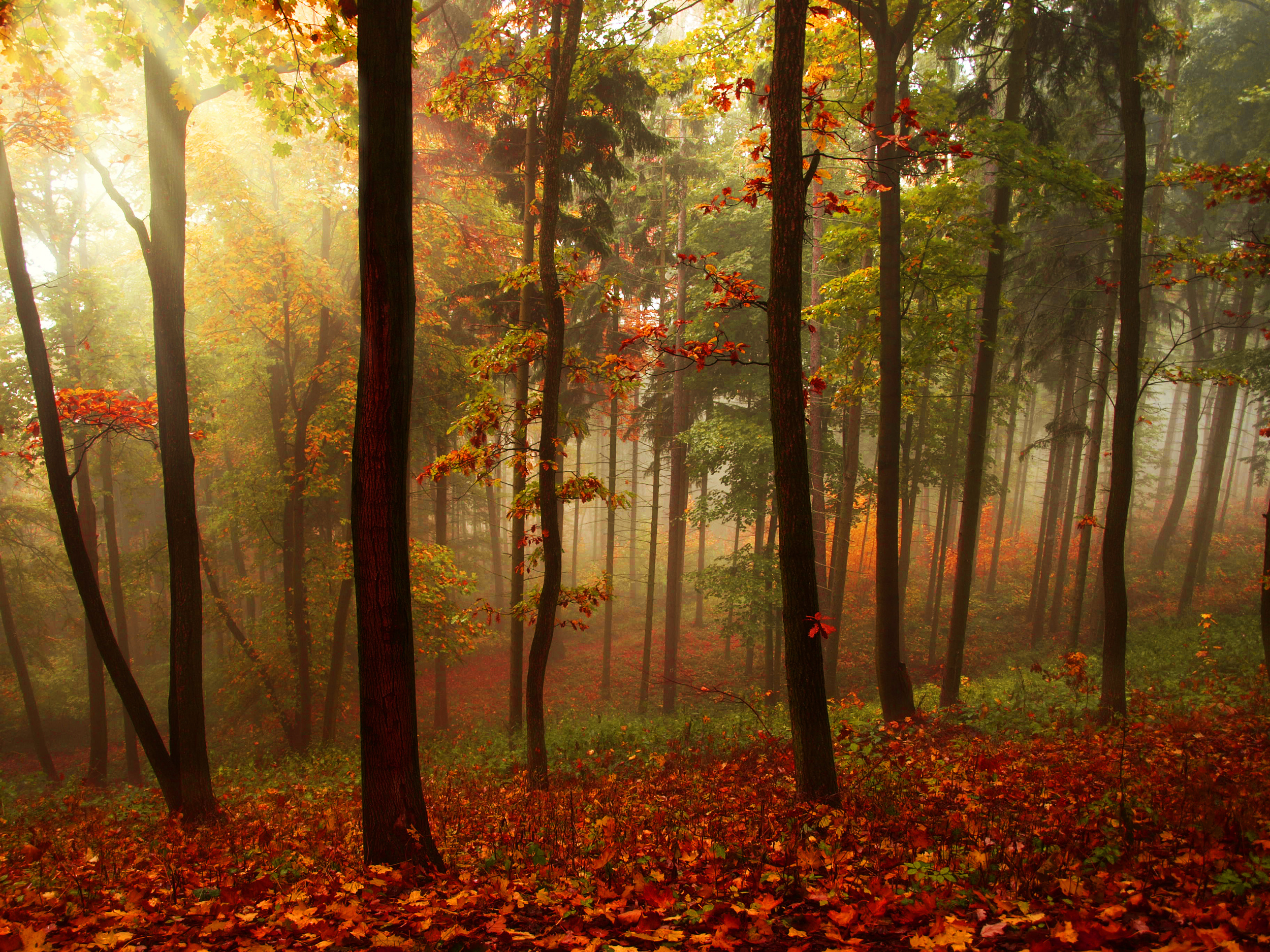 autumn, Forest, Trees, Beams, Fog, Nature, Landscape Wallpaper