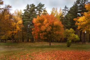 autumn, Park, Forest, Trees