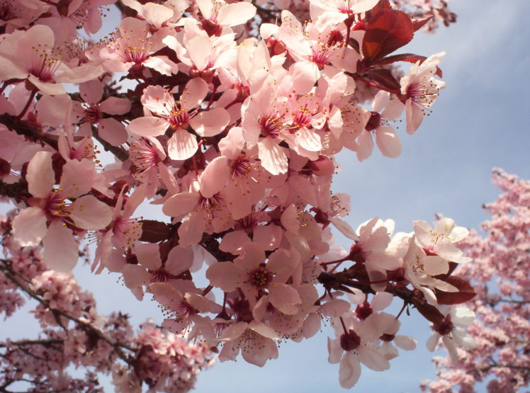 cherry, Branch, Flowers HD Wallpaper Desktop Background