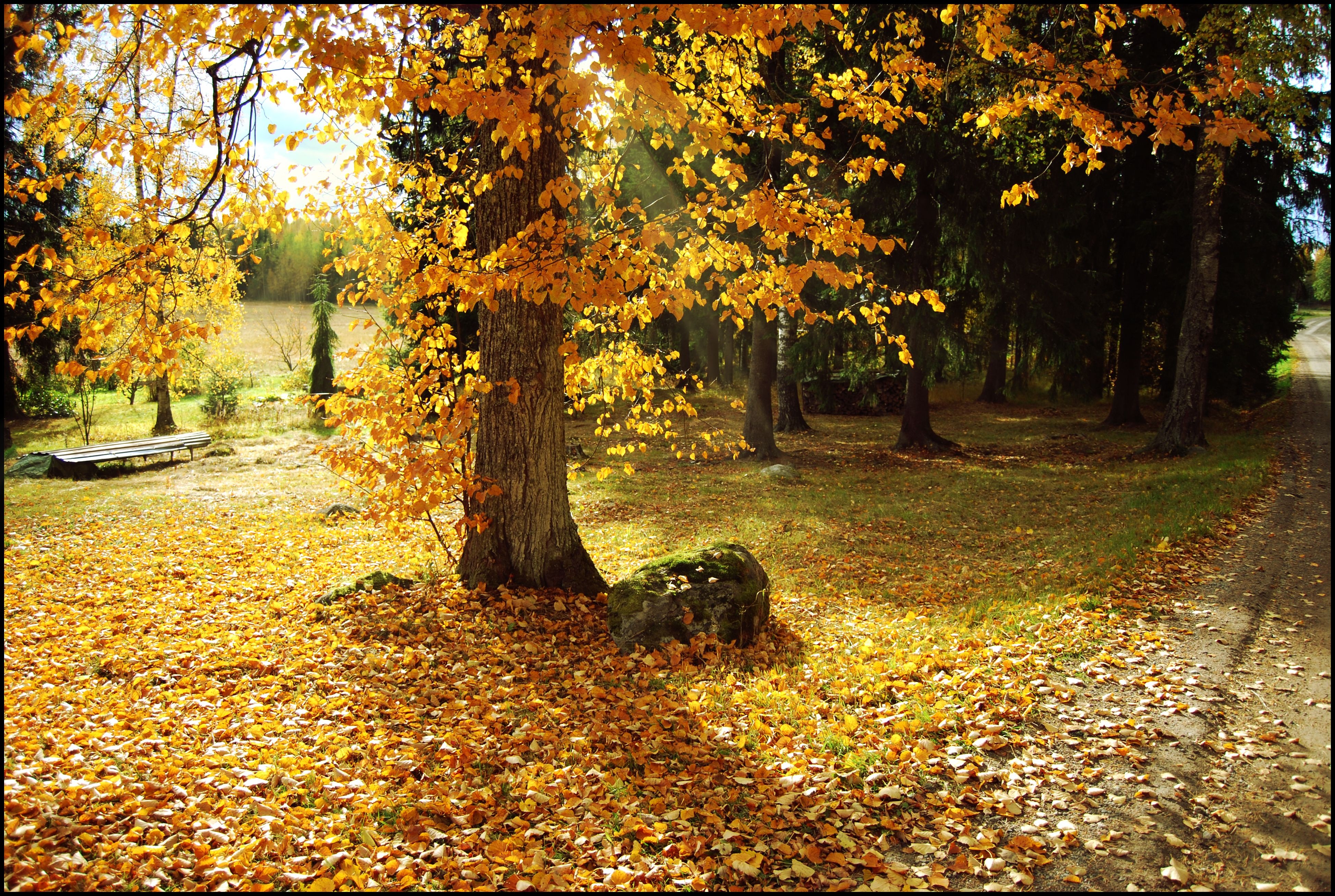 autumn, Trees, Road, Landscape Wallpaper
