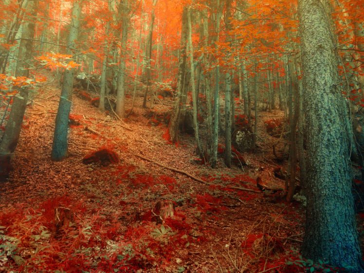 forest, Autumn, Trees, Nature HD Wallpaper Desktop Background