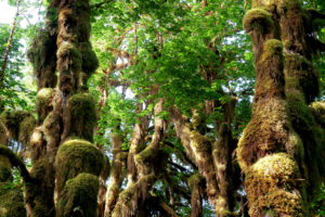 forest, Trees, Moss, Nature