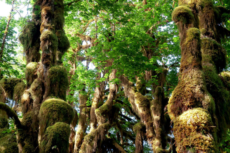 forest, Trees, Moss, Nature HD Wallpaper Desktop Background