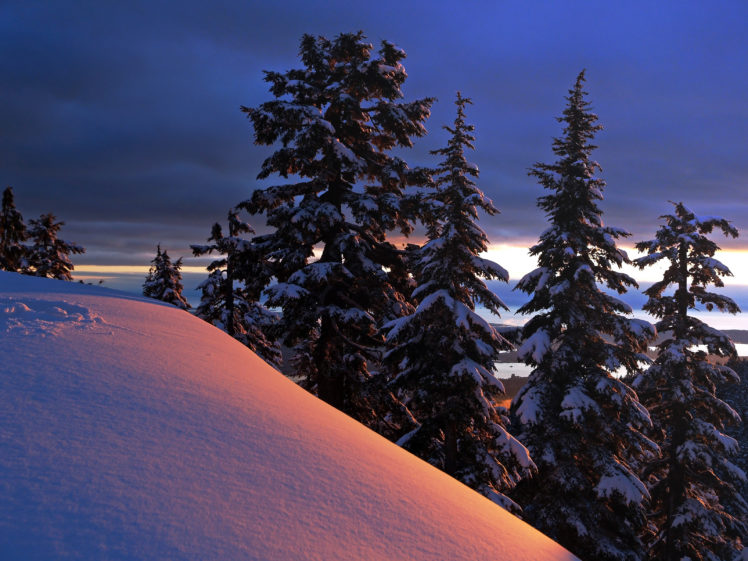 winter, Trees, Hill, Landscape HD Wallpaper Desktop Background