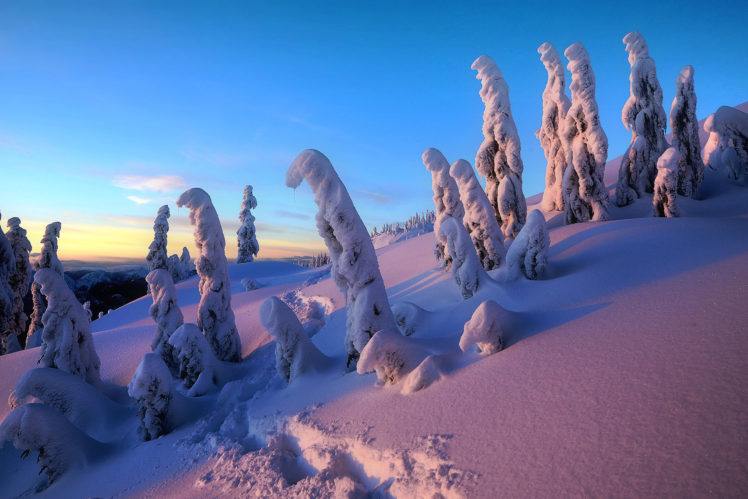 winter, Trees, Snow, Drifts, Landscape HD Wallpaper Desktop Background