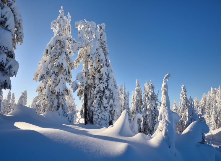 winter, Trees, Snow, Drifts, Landscape HD Wallpaper Desktop Background
